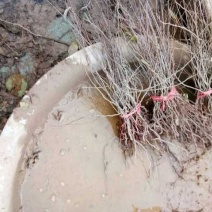 钙果苗山西钙果苗欧李苗巨甜蜜钙果苗