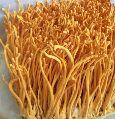 [虫草花批发]新鲜北虫草价格10.00元/斤 - 一亩田