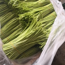 芦篙