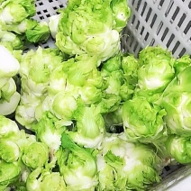 儿菜