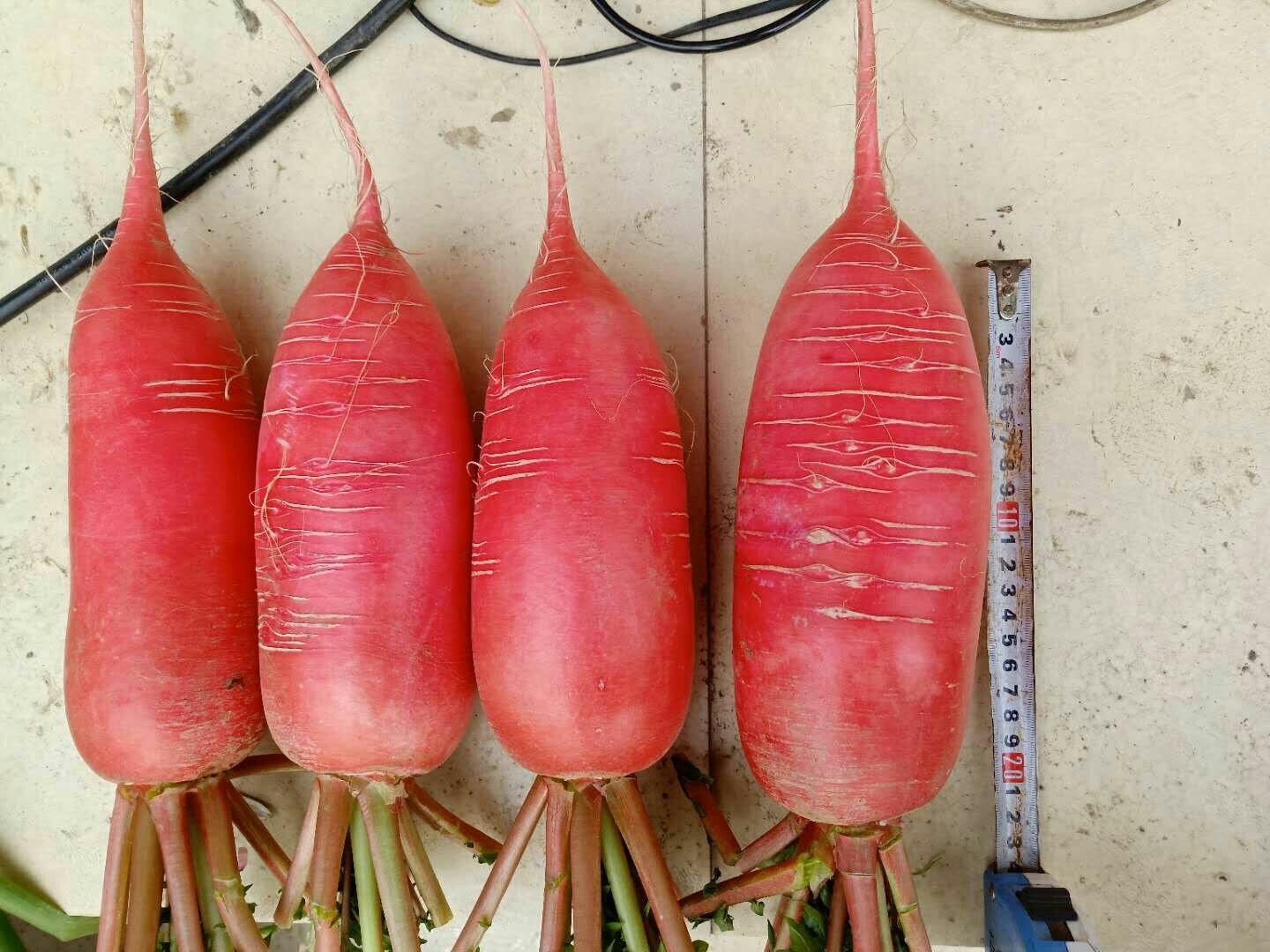 红皮萝卜与白萝卜对比图