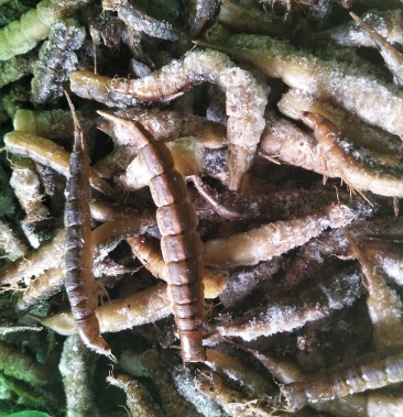 金边龙虱幼虫大个头靓