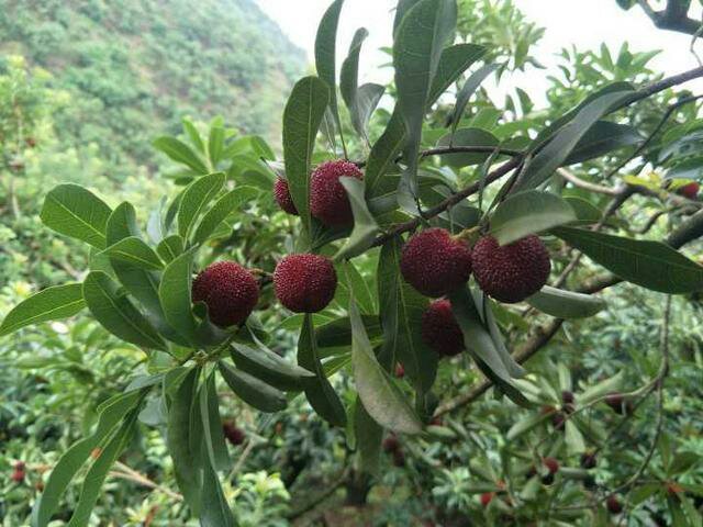 东魁杨梅成年结果树实景图