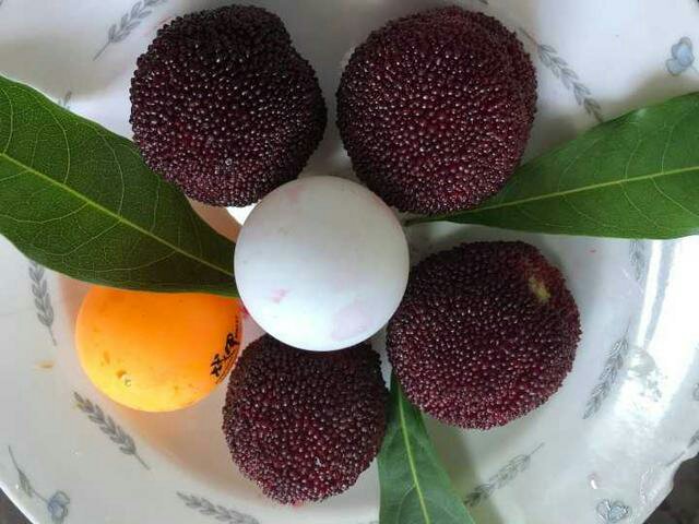 东魁杨梅在健康饮食中的应用场景