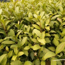 各个品种茶树苗