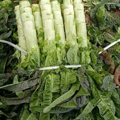 精品红叶莴笋 大量供应 品质保证 视频看货一手货源【力荐】产地优质