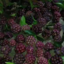 黑老虎果