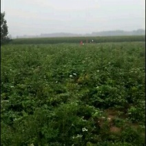 出租土地