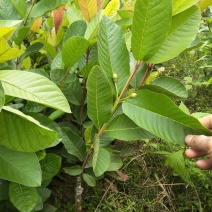 正宗珍珠番石榴苗量大从优规格齐全质量保障欢迎来电咨询