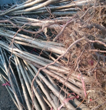 [香椿苗批发]红油香椿苗,大棚专用红油香椿树苗,各种规格.价格0.