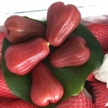 黑金刚连雾苗