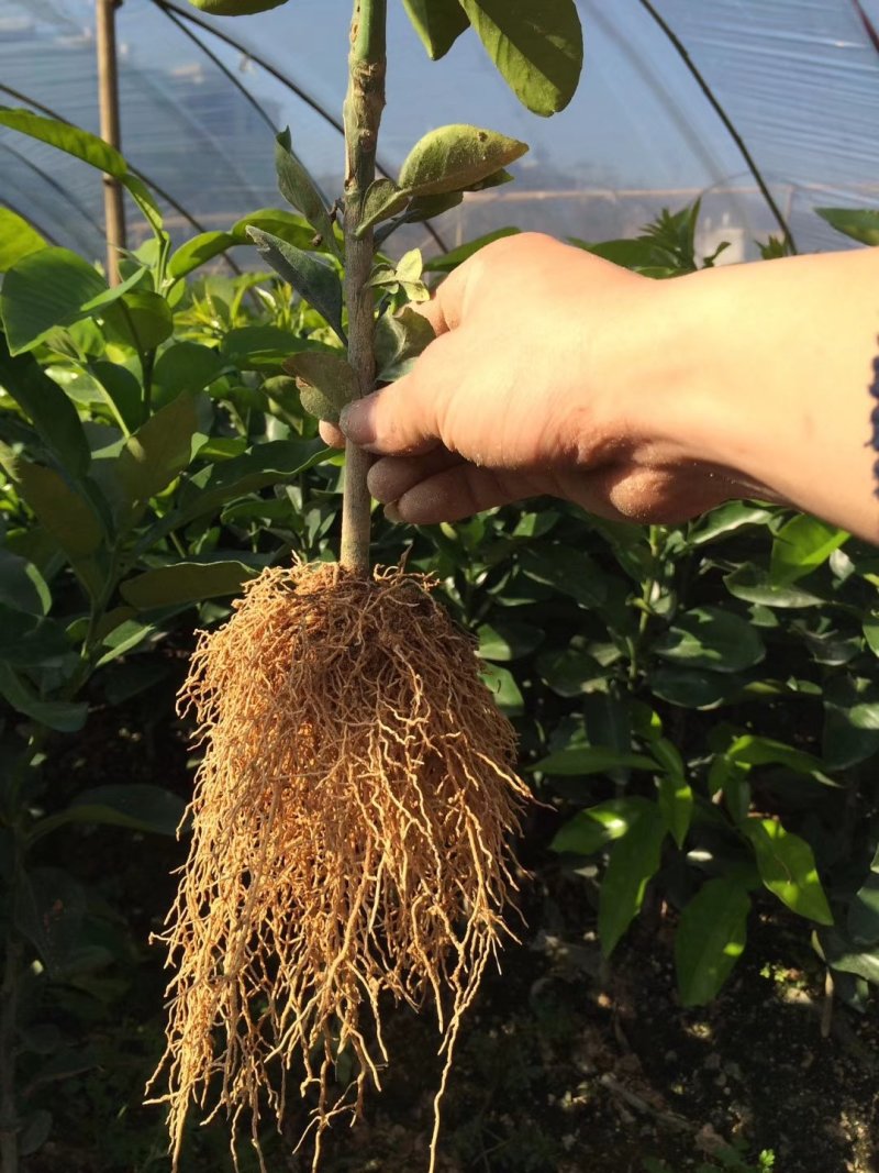 [西柚苗批发]福建漳州平和县柚子苗 9.00元/棵甜葡萄柚树苗 _ 一亩田