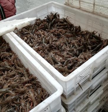 [龙虾苗批发]龙虾苗,泸州虾苗,种虾价格1000元/斤 