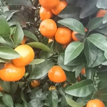 桂林兴安沙糖枯