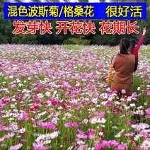 格桑花波斯菊
