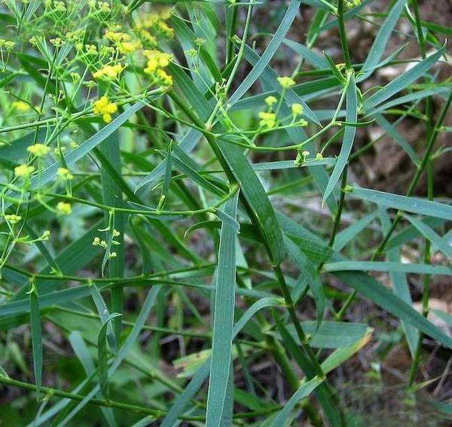 北柴胡植物图