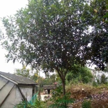 优质枇杷树