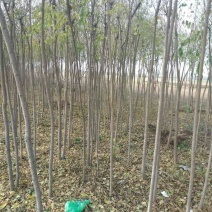 丝绵木