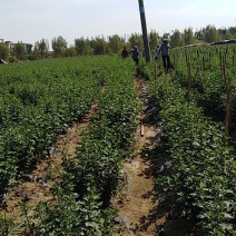 金丝皇菊茶