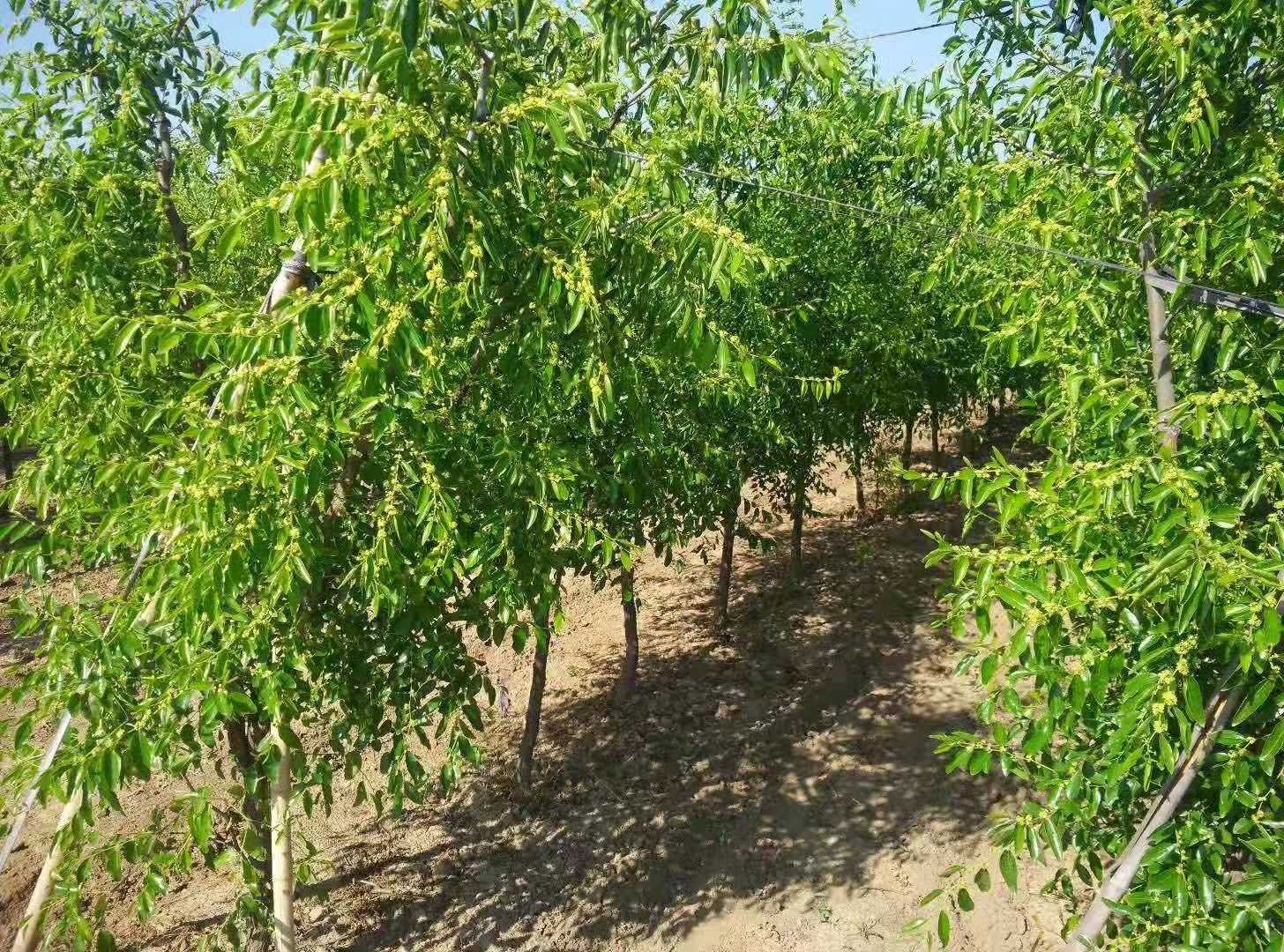 冬枣疏果作业现场照片
