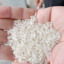 25年精品烘干黄花占稻谷口感好，米质油，亮白度好，无黄