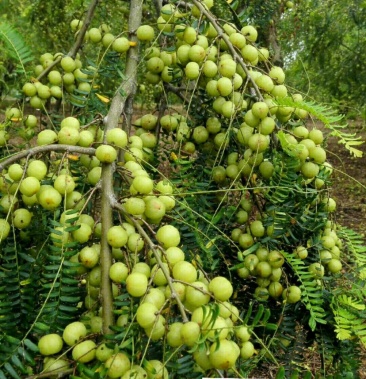 大量供应优质大玉余甘果国家地理标志大玉余甘果发祥地