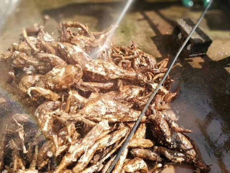 老丝瓜根煮水过程图