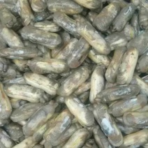 原生态蛏子。肉肥味鲜，批发，零售都行。需要的朋友可以联