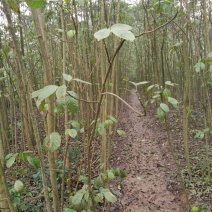重阳木