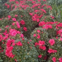 悬崖杜鹃盆景茶花盆景营养钵大30/26