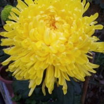 金丝皇菊