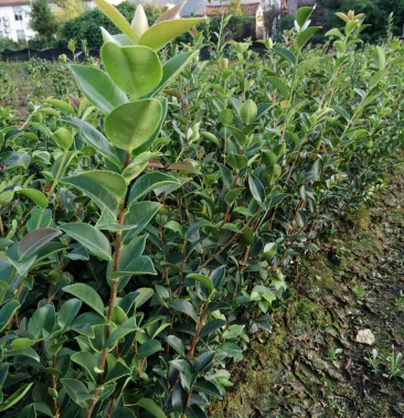 油茶苗长林系列4号40号53号江西省审定了良种