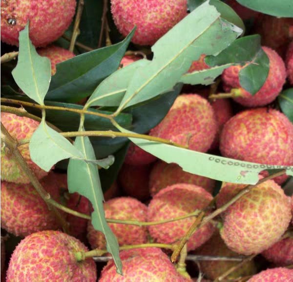 荔枝选购指南图示