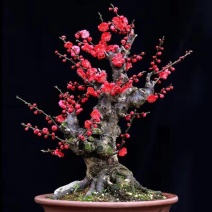 红梅腊梅杜鹃