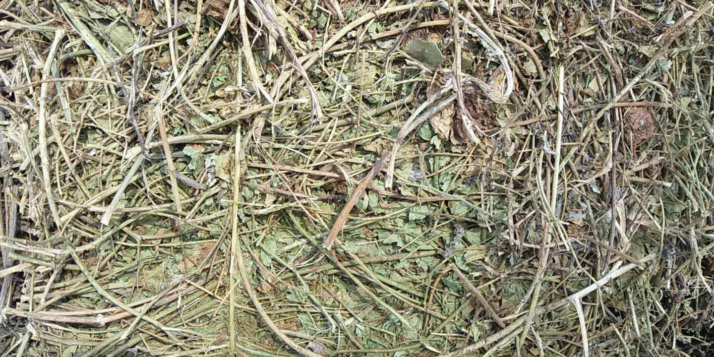 展示川贝母(左侧小颗)与浙贝母(右侧大颗)的实物对比,显示两者在大小、颜色、形状上的明显差异 川贝母与浙贝母对比图