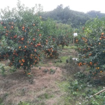 山地靓果，着色好甜度够