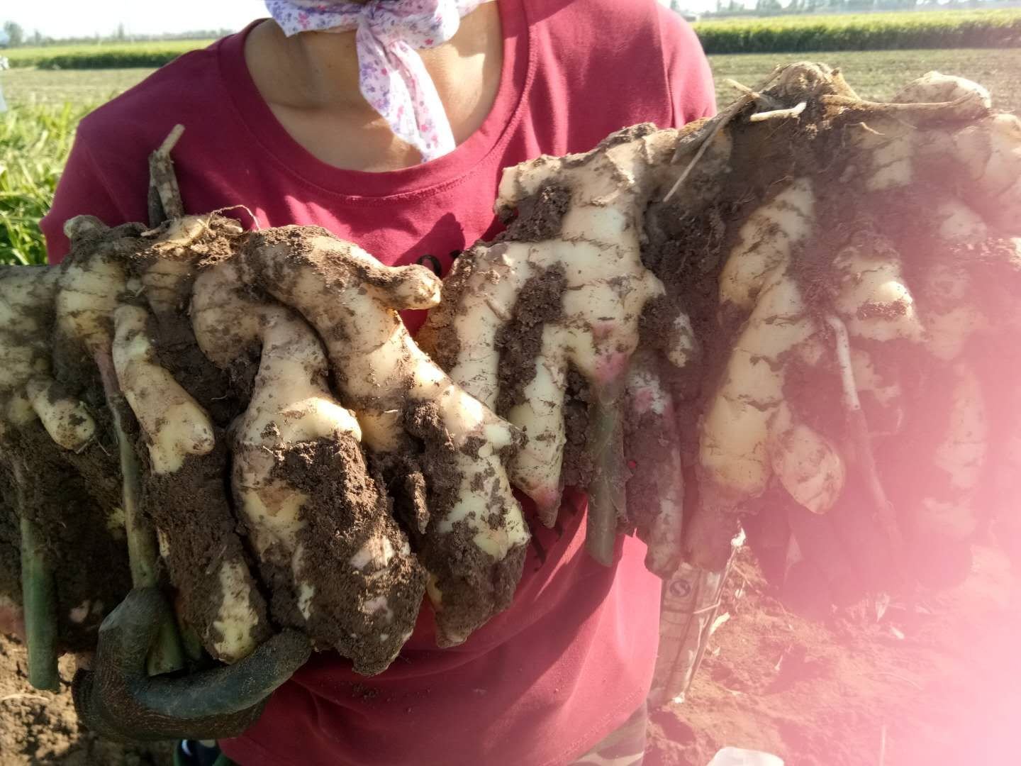 生姜种植土壤微量元素检测现场