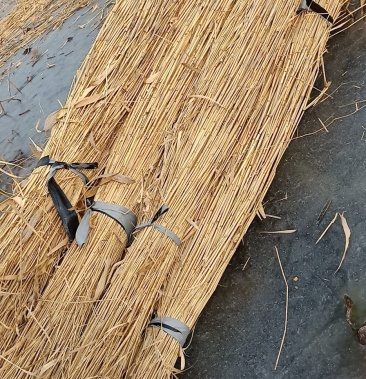 [芦苇批发]芦苇,我基地常年出售芦苇,价格0.10元/棵 - 一亩田