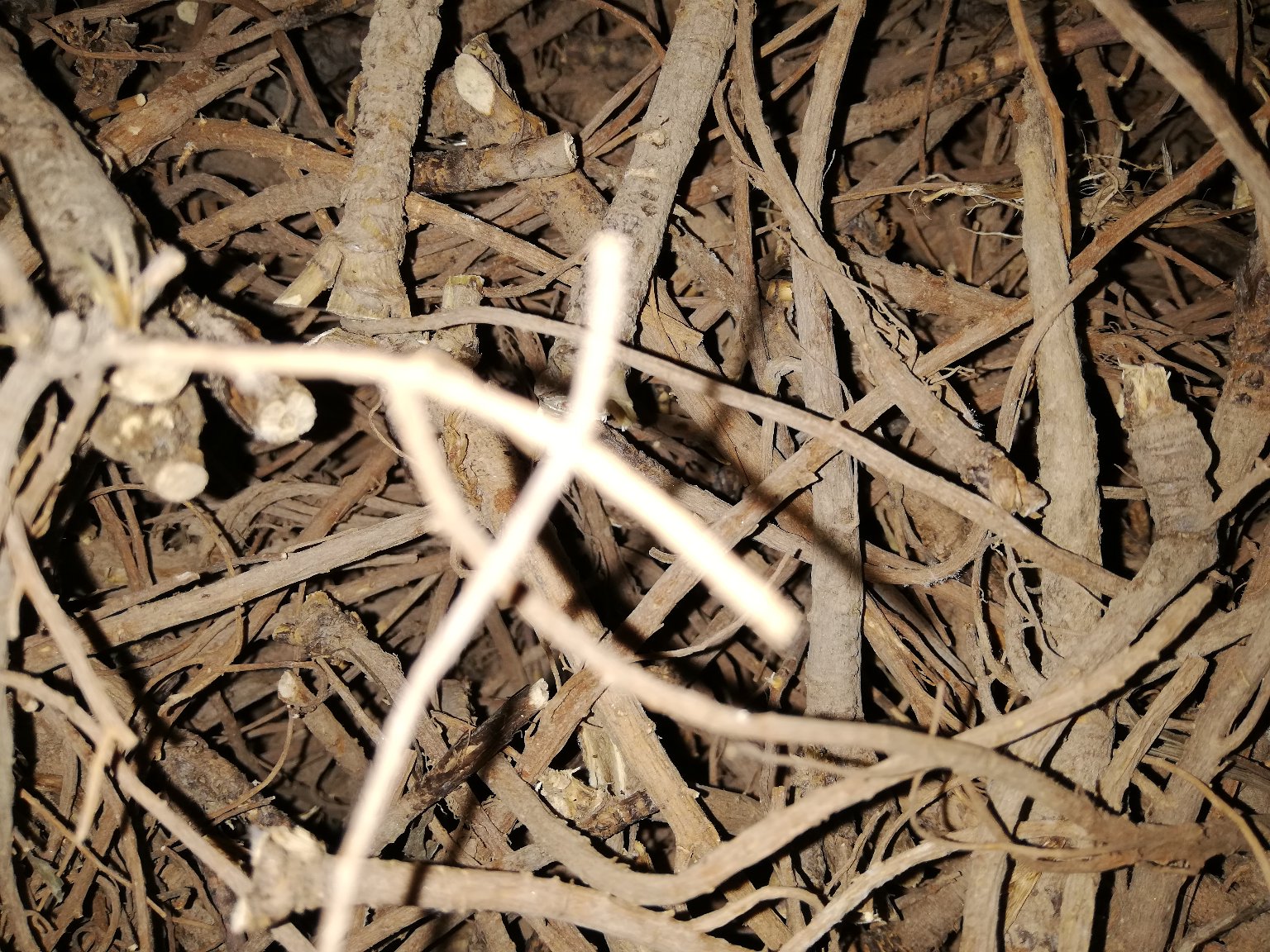 北柴胡植物全貌图,展示其茎叶和根部形态 北柴胡植物全貌