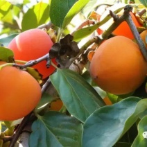 富平正宗吊霜柿饼
