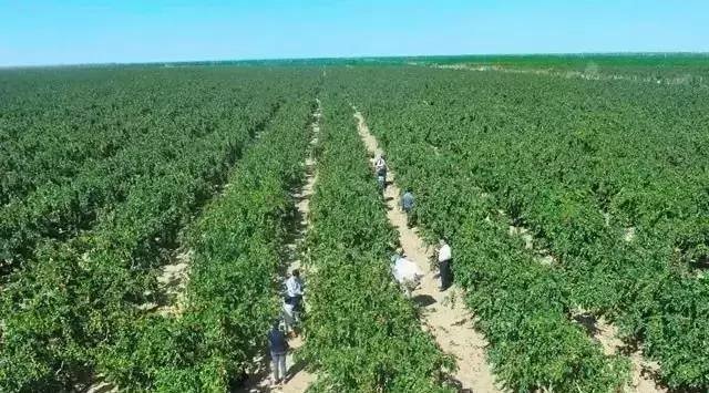 冬枣果园中技术人员正在进行膨大剂与叶面肥的科学喷洒作业,背景为整齐的冬枣树列 冬枣果园科学施肥与喷药管理现场图