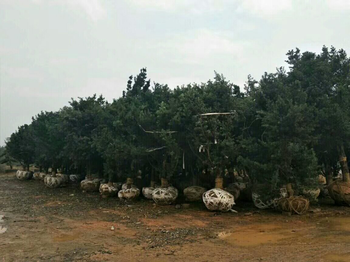 一个现代化的园艺电商打包车间,工作人员正在将一盆兰屿罗汉松放入定制纸箱内,周围堆放着已完成包装的同类产品;纸箱印有品牌LOGO与“免浇水缓释包装”字样;背景可见扫码入库系统与物流快递交接区,展现从生产到销售的完整供应链流程 兰屿罗汉松电商打包发货现场