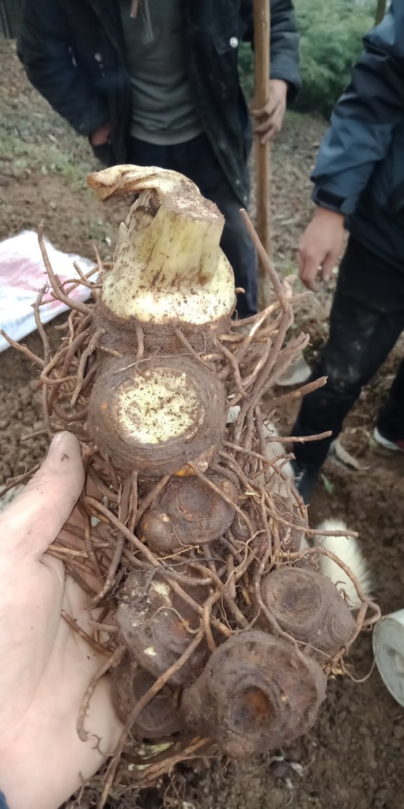 野生八角龟价钱图片