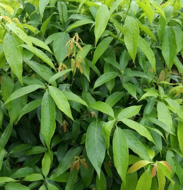 甜茶树苗 甜茶苗野生甜茶苗