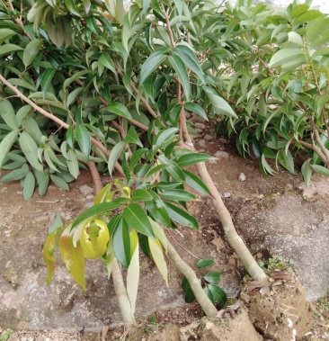 荔枝王无核荔枝大苗一年的二年的三年的