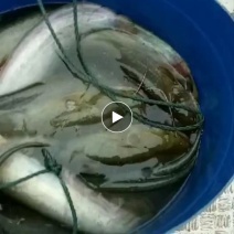 鲶鱼