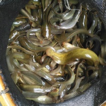胡子鲶，塘虱鱼