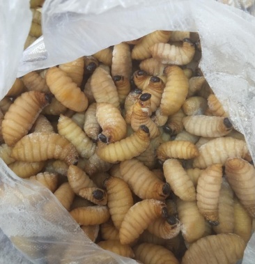 [笋虫批发]竹蛆 竹虫 竹笋虫 笋蛹价格45.00元/斤 - 一亩田