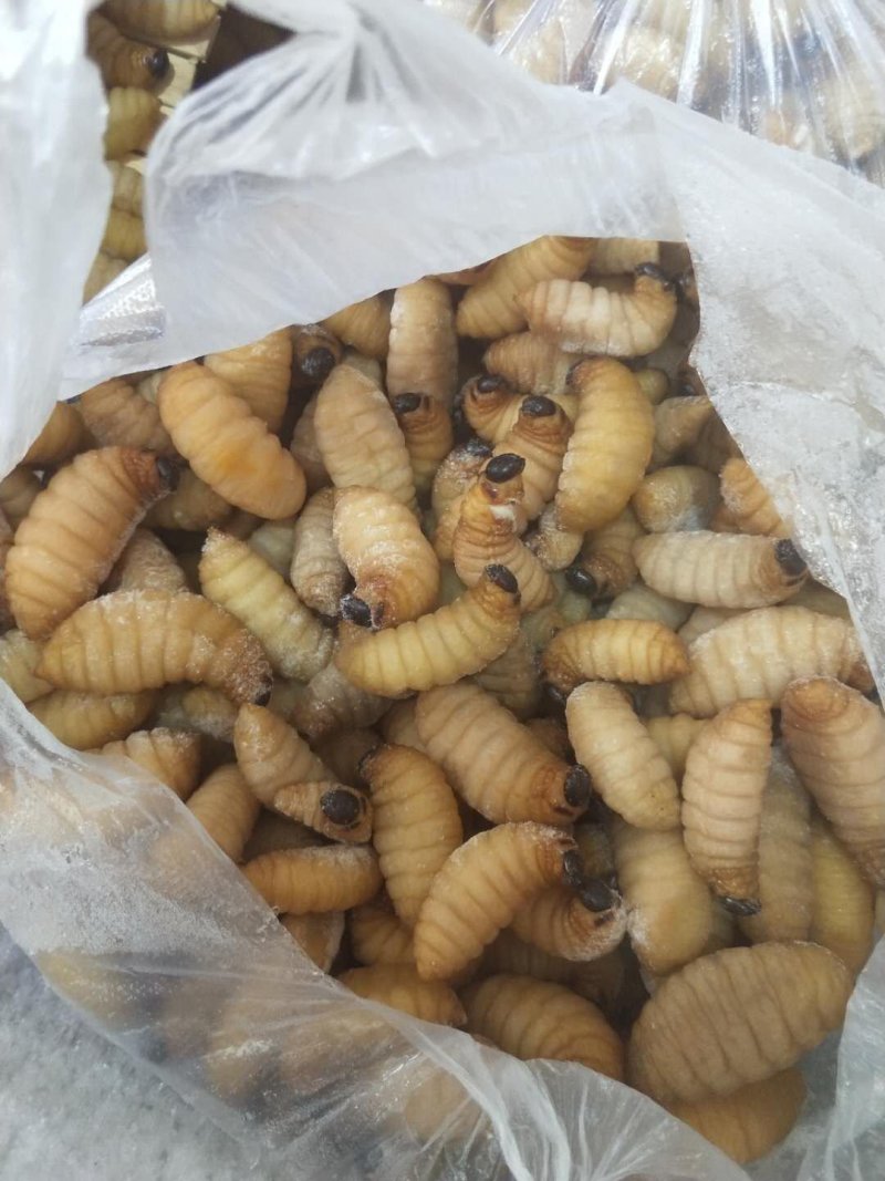 竹蛆竹虫竹笋虫笋蛹