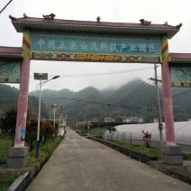 白芨种苗